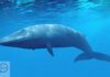 Blue Whale - earthlyfacts,com