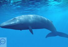 Blue Whale - earthlyfacts,com