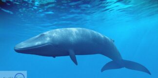 Blue Whale - earthlyfacts,com