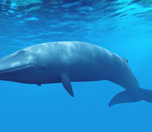 Blue Whale - earthlyfacts,com