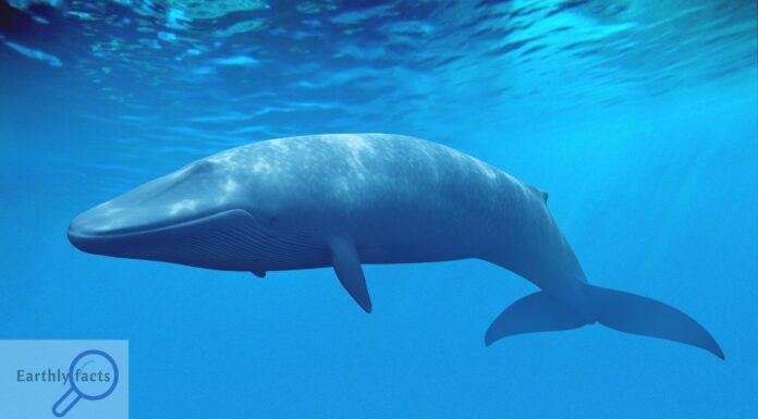 Blue Whale - earthlyfacts,com