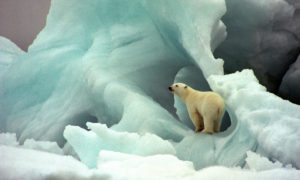 Polar Bear Habitat