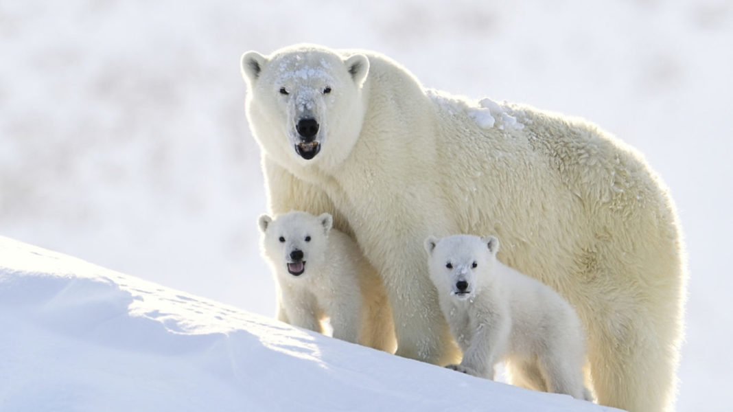 Polar Bear Facts