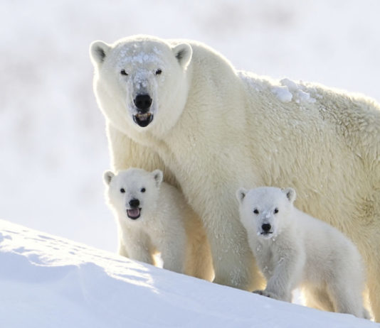 Polar Bear Facts