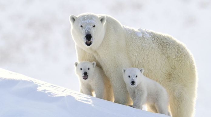 Polar Bear Facts