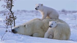 Unknown Facts about Polar Bear