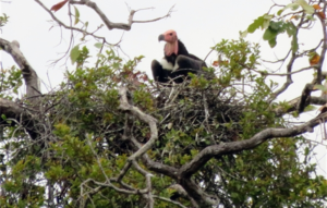 Red headed vulture nest