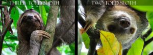 Sloth - World's Slowest Animals