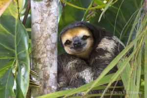 Sloth - World's Slowest Animals