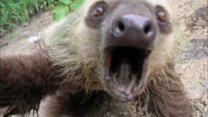 Sloth attacking humans