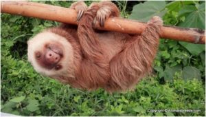 sloth