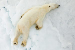Climate Change affecting Polar Bear