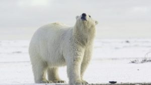 Unknown Facts About Polar Bear