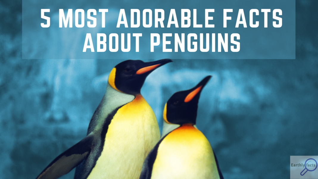 FUN FACTS ABOUT PENGUINS