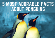 FUN FACTS ABOUT PENGUINS