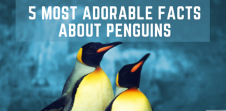 FUN FACTS ABOUT PENGUINS