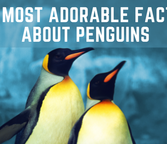 FUN FACTS ABOUT PENGUINS