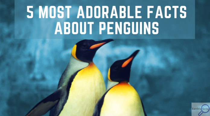 FUN FACTS ABOUT PENGUINS