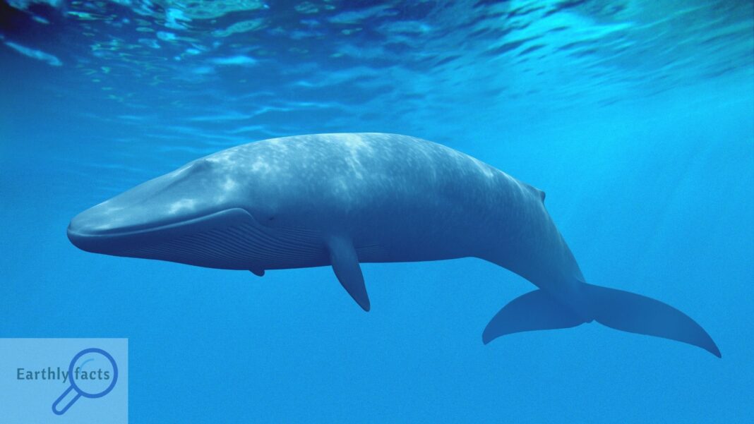 Blue Whale - earthlyfacts,com
