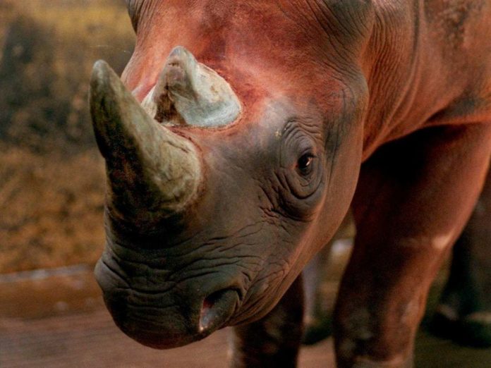 Endangered Species in Asia