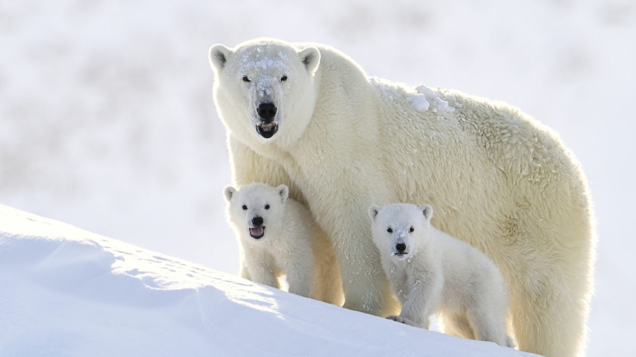 polar bear grolar bear pizzly bear baby polar bear polar bear provincial park cute polar bear polar bear cubs adopt a polar bear international polar bear day biggest polar bear black polar bear ryrkaypiy largest polar bear white polar bear the polar bear polar bears 2019 polar bear climate change king polar bear polar bear spirit animal polar bear den polar bear day biggest polar bear ever largest polar bear ever about polar bear green polar bear polar bear global warming wwf polar bear polar bear eating a polar bear t34 polar bear tundra buggy polar bears and climate change grizzly polar bear polar bear claws polar bear family polar bear painting newborn polar bear polar bear mass male polar bear and grizzly bear polar bears for kids polar bear and penguin polar bear on ice polar bear jail giant polar bear all about polar bears bald polar bear polar bear mass polar bear zoo sad polar bear polo bears polar bear feet polar bear animal walking polar bear polar bear dogs national polar bear day purple polar bear polar grizzly dr susan crockford coca cola polar bears famous polar bears polar bear tours polar bear ice funny polar bear polar bear on iceberg national geographic polar bear polar bear north pole polar bear sitting polar bear t 34 planet zoo polar bear polar bears south pole cute baby polar bear bloody polar bear russian polar bear tallest polar bear t 34 bear melanistic polar bear tundra buggy lodge grizzly and polar bear polar bear town ice polar bear polar b international bear day polar be polar bears 2020 world bear day susan crockford polar bears polar bear mass female types of polar bears polar bear white happy polar bear polar bear for sale polar bears and global warming polar bears now male polar bear brian ladoon north pole bear agee the polar bear huge polar bear polar bear tundra world record polar bear hudson bay polar bears biggest polar bear in the world canadian polar bear bronx zoo polar bear polar bears are polar bear printable polar bear grizzly bear polar bear penguin white polar largest polar bear on record wet polar bear scary polar bear nanuk polar bear lodge polar bear transparent female polar bear mark dumas polar bear lucas the spider polar bear the ice bear the polar bear family and me brumas the bear polar bear eating fish wwf adopt a polar bear baby polar polar bear weigh polar bear eating penguin world's largest polar bear lazy bear expeditions polar bear watching bbc polar bear polar bear water polar bear in water schleich polar bear polar bear dancing blue polar bear antarctic polar bears polar bears are in danger polar bear human agee polar bear columbus zoo polar bear churchill wild lodge ice bear grizzly gordon buchanan polar bear red polar bear hungry polar bear polar bear island polar bears in captivity polar polar bear large polar bear heaviest polar bear polar bear taxidermy national geographic kids polar bears thin polar bear the world of the polar bear chester zoo polar bears polar bears eating their cubs small polar bear polar bear hunts polar bear oil polar bears eating cubs tyrant polar bear columbus zoo baby polar bear pizza the polar bear world's biggest polar bear polar bear in snow world polar bear day polar bear week tundra buggy adventure polar bear on hind legs polar bear price polar bear walrus polar bear candy polar bear cave lazy polar bear great white bear ivy and brumas polar bears prehistoric polar bear adopt a polar bear and track it yellow polar bear polar bear foot polar bear roaring aurora polar bear tundra bronx zoo polar bear and human kangaroos polar bear more polar bears than ever oldest polar bear polar bear rescue polar bear resources polar bear and cubs all about polar bears for kids brian blessed polar bear climate change affecting polar bears bear of the polar variety bear polar bear cute white bear polar bear climate iucn polar bear polar bear family and me polar bear planet zoo polar bear spy on the ice